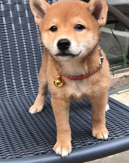 娱乐吃瓜君第一次见狗